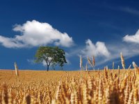 Proizvođači pšenice nezadovoljni ponuđenim otkupnim cijenama od 0,95 do 1,20 kn/kg