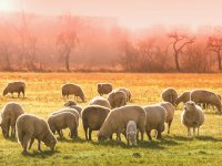 Lička janjetina je 20. hrvatski proizvod zaštićen na EU razini