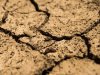 Suša ubija humus! U Slavoniji će umjesto pšenice nicati sudanska trava i gradovi