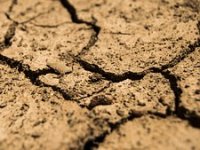 Suša ubija humus! U Slavoniji će umjesto pšenice nicati sudanska trava i gradovi