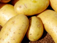 Vidaković: Zbog potražnje za mladim krumpirom pokrenuli smo kooperaciju u Ravnim kotarima