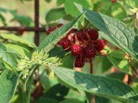 Malčira morskom travom i vunom te čuva svaku kap vode