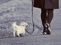 (30 ispod 30) Ivan Radić: Od obiteljske tvrtke do vodećeg brenda za kućne ljubimce