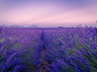 Ljubičasta polja obitelji Ćorluka