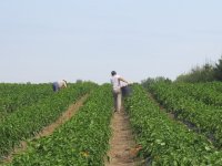 Europski poljoprivrednici će 2025. godine proizvoditi više mlijeka, a manje govedine?