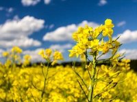 300.000 sjemenki u kilogramu i 400 litara biodizela po hektaru: Zašto je uljana repica top kultura?