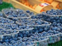 OPG Dorotić - Povrat uloženoga novca u nasad borovnice bit će za pet-šest godina