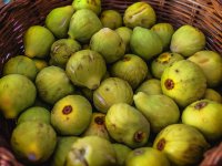 Od Savudrije do Prevlake: Smokve podbacile više od 50 posto