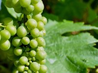 Prva ledena berba nakon četiri godine