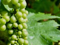 Kako Vinsku omotnicu spasiti od neiskorištenosti?