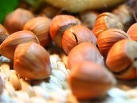 Žarko Orlić Domanovac među prvima je prije 19 godina krenuo u ozbiljan uzgoj lijeske