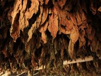 Je li budućnost proizvodnje duhana u Hrvatskoj upitna?