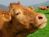 Znate li da za pokretanje biznisa na selu možete dobiti 50.000 eura?