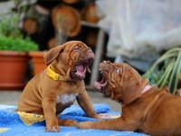 Najmekši Qushin jastuci i prostirke za pse koji će se  savršeno uklopiti u svaki dom