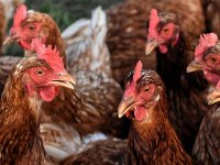 Ana iz Zadra ima vlastiti restoran i OPG. Uzgaja i kokoši i čak 80 sorti rajčica