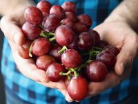 Međimurski vinogradari zadovoljni - grožđe zdravo, a omjer šećera i kiselina optimalan