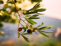 Marijo Eremut čarobnjak je za masline, otkriva nam zašto ga zovu uzgajivači od Vrgorca do Splita: ‘Bez ovoga nema ni ploda i ulja. Nekad i stariji maslinari griješe...‘