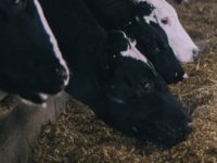 273 korisnika ostvarilo potporu za kupovinu steonih junica