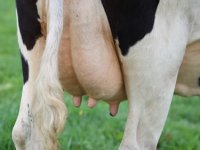 Belje predstavilo brend mliječnih proizvoda ‘Kravica Kraljica‘