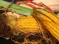 OPG Bobičanec: Kvalitetan kukuruz važan je za stoku