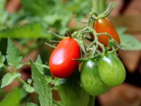 Ove će godine ubrati više od 1.000 tona rajčice, a krenuli su iz "bašče"