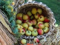 Nema tko brati jabuke: Sezonci su “pobjegli” na Jadran ili u inozemstvo