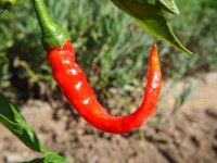 Sajam poljoprivrednih baranjskih proizvoda u Lugu