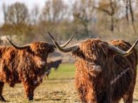 Škotska goveda vraćaju život zapuštenoj zemlji: Od pašnjaka do agroturizma