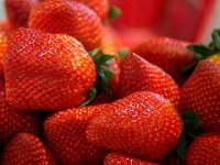 Hidroponska proizvodnja jagoda