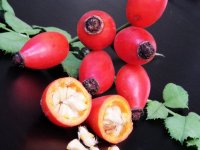 Umjesto pšenice i kukuruza obitelj Ćutuk odlučila se za plantažu šipka, imaju i svoj čaj Šipko