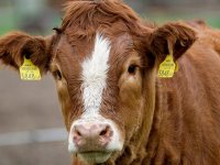 U Pazinu Međunarodni poljoprivredni sajam Agroterra Istra posvećen stočarstvu