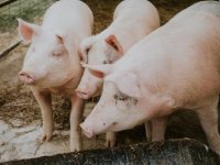Uranile svinjokolje: Ne žele dočekati zabrane, spremaju meso u hladnjake