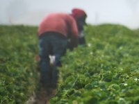 Neiskorištenih i neobrađenih poljoprivrednih površina u Slavoniji i Baranji više nema