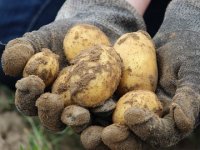 Cijene krumpira bilježe drastičan pad, što je razlog?