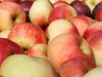 Škegrine kraljevske jabuke