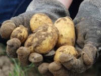 Natječaj za podmjeru 4.1., 100 milijuna kuna za izgradnju skladišnih kapaciteta za krumpir