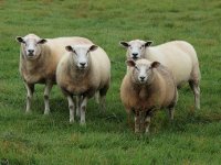 Zdena Ramljak vlasnik je najboljeg grla ličke pramenke